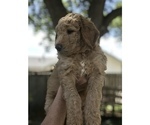 Small Photo #4 Goldendoodle Puppy For Sale in MERRITT IS, FL, USA