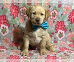 Small Photo #5 Labrador Retriever Puppy For Sale in LANCASTER, PA, USA