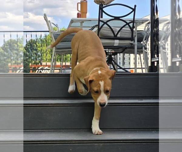 Medium Photo #5 Boxer-Unknown Mix Puppy For Sale in Burnsville, MN, USA