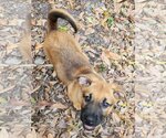 Small Photo #4 Basset Hound-Labrador Retriever Mix Puppy For Sale in Valrico, FL, USA