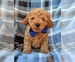 Small Photo #2 Cavachon-Poodle (Miniature) Mix Puppy For Sale in LANCASTER, PA, USA