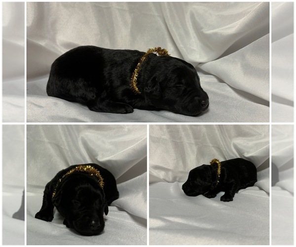 Medium Photo #9 Labradoodle Puppy For Sale in OSMOND, NE, USA