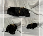 Small Photo #9 Labradoodle Puppy For Sale in OSMOND, NE, USA