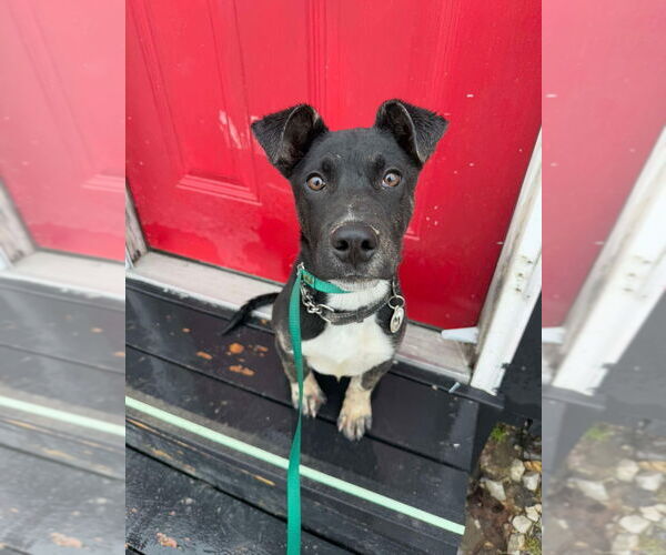 Medium Photo #3 Mutt Puppy For Sale in Foristell, MO, USA