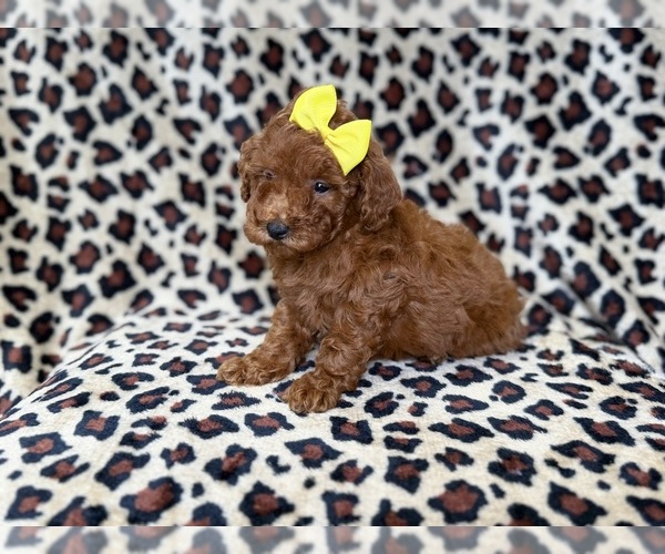 Medium Photo #4 Goldendoodle (Miniature) Puppy For Sale in LAKELAND, FL, USA