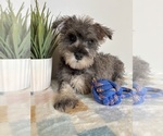 Small #1 Schnauzer (Miniature)