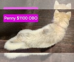 Small Photo #3 Siberian Husky Puppy For Sale in ASHLAND, MO, USA