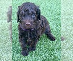 Puppy 9 Labradoodle