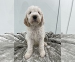 Small Photo #5 Goldendoodle Puppy For Sale in HIALEAH, FL, USA