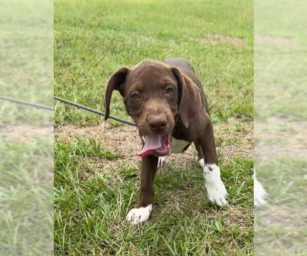 Medium Photo #3 Pointer-Unknown Mix Puppy For Sale in Tarrytown, GA, USA