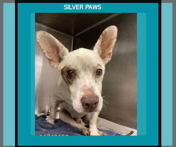 Medium Photo #1 Chihuahua-Unknown Mix Puppy For Sale in Royal Palm Beach, FL, USA