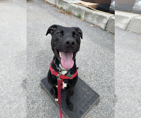 Medium Photo #20 Labrador Retriever-Unknown Mix Puppy For Sale in Brewster, NY, USA