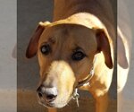 Small #9 American Pit Bull Terrier-Doberman Pinscher Mix