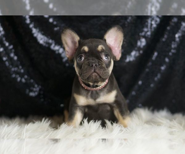 Medium Photo #5 French Bulldog Puppy For Sale in WARSAW, IN, USA
