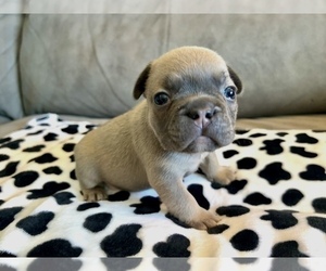 French Bulldog Puppy for sale in CHICAGO, IL, USA