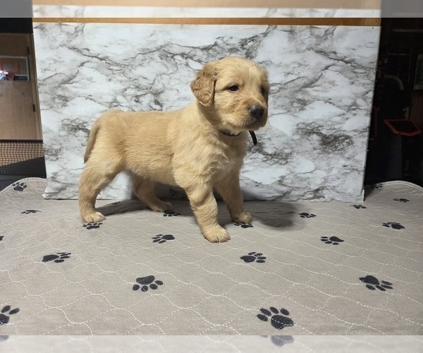 Medium Photo #12 Golden Retriever Puppy For Sale in MINNEAPOLIS, MN, USA