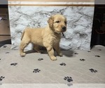 Small #11 Golden Retriever