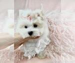 Puppy Puppy 2 Maltese