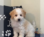 Small #1 Bichon Frise-Cavachon Mix