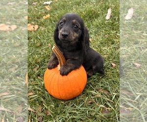 Dachshund Puppy for sale in MIDDLEBURY, IN, USA