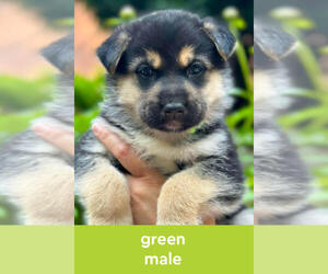 Medium German Shepherd Dog-Siberian Husky Mix