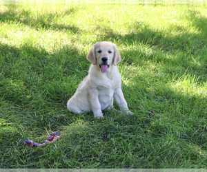 Golden Retriever Puppy for Sale in SYRACUSE, Indiana USA