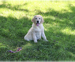 Image preview for Ad Listing. Nickname: Gwenn