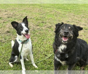 Border Collie-Unknown Mix Dogs for adoption in Virginia Beach, VA, USA