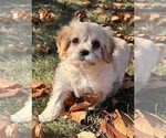 Puppy Tiny Rylee Cavachon