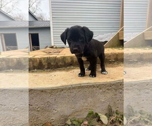 Mutt Dogs for adoption in Holly Springs, NC, USA