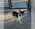 Small #3 Rat Terrier