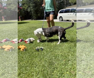 AXEL HOPE  LOWER FEE - Male Mutt Dog for Adoption - Photo #4