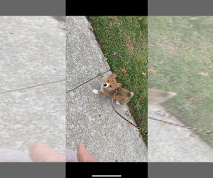 Pembroke Welsh Corgi Puppy for sale in INDEPENDENCE, MO, USA