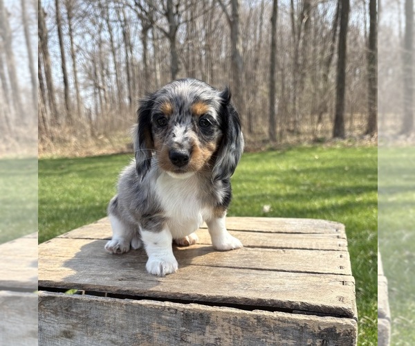 Medium Photo #4 Dachshund Puppy For Sale in MIDDLEBURY, IN, USA