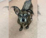 Small Mutt