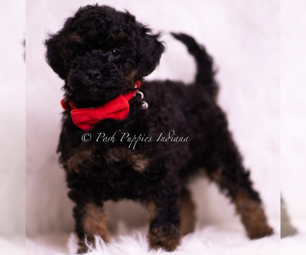 Medium Photo #4 Poodle (Toy) Puppy For Sale in WARSAW, IN, USA