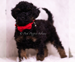 Small #3 Poodle (Toy)