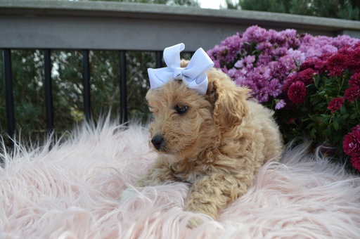 Medium Photo #3 Poodle (Miniature) Puppy For Sale in HONEY BROOK, PA, USA