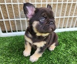 Small #14 French Bulldog