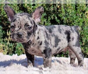 French Bulldog Puppy for sale in BOSTON, MA, USA