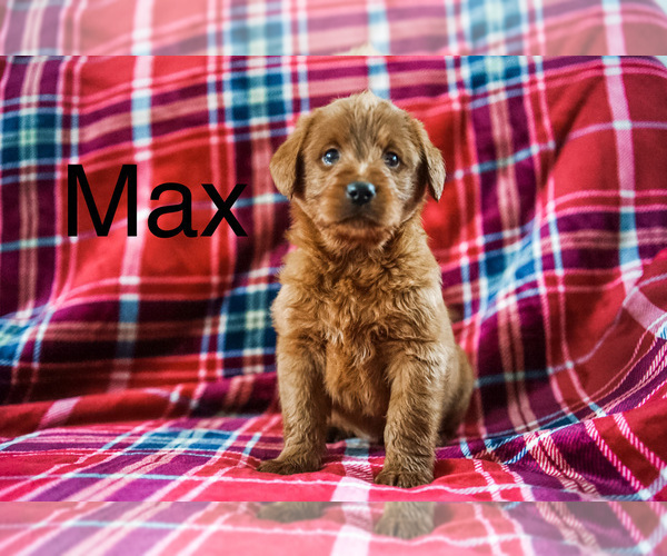 Medium Photo #1 Miniature Labradoodle Puppy For Sale in FREDERICKSBURG, OH, USA