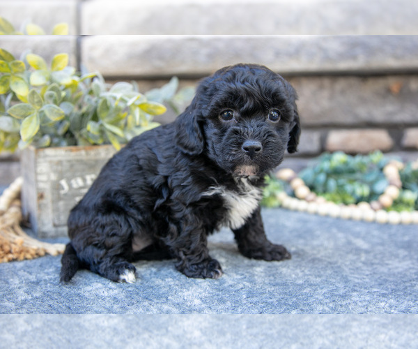 Medium Photo #12 Poovanese Puppy For Sale in SUGARCREEK, OH, USA