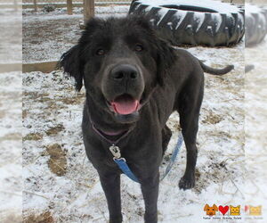 Mutt Dogs for adoption in Center Township, PA, USA