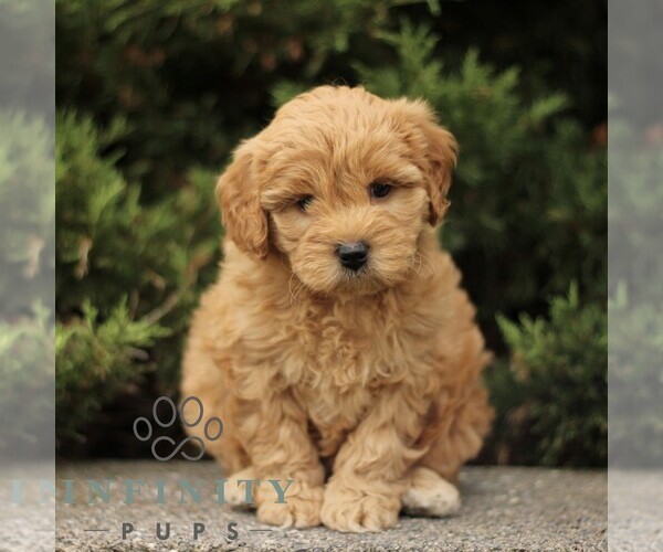 Medium Photo #5 Goldendoodle (Miniature) Puppy For Sale in KINZERS, PA, USA