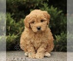 Small #4 Goldendoodle (Miniature)