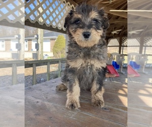 Aussiedoodle Puppy for sale in UPTON, KY, USA