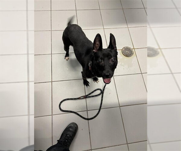 Medium Photo #1 Miniature Bull Terrier-Unknown Mix Puppy For Sale in Corpus Christi, TX, USA