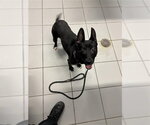Small Miniature Bull Terrier Mix