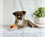 Small #3 Miniature Australian Shepherd-Pomsky Mix