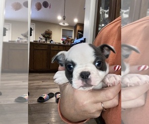 Boston Terrier Puppy for sale in FREDONIA, KS, USA